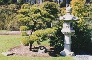 020-Japanese Tea Garden